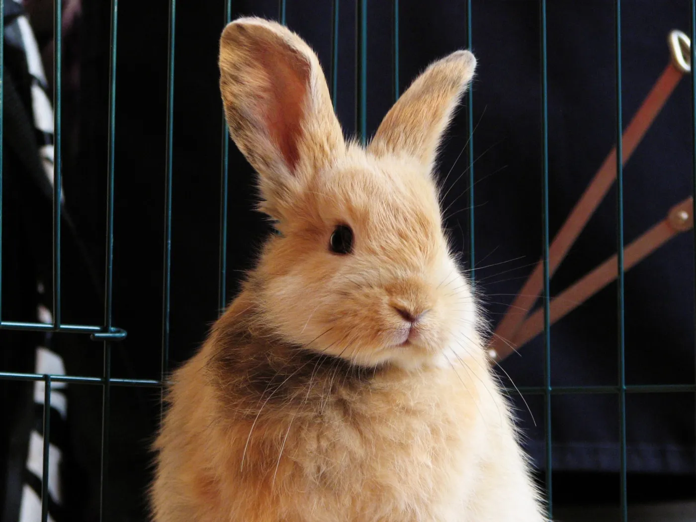 15 Best Condo Pets Not Only You Would Love But Your Neighbors Too
