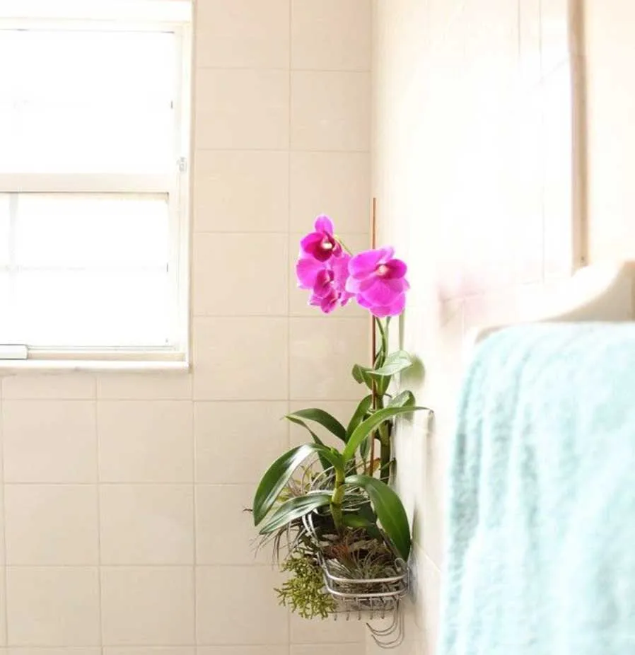 11 Perfect Plants For Your Condo Bathroom