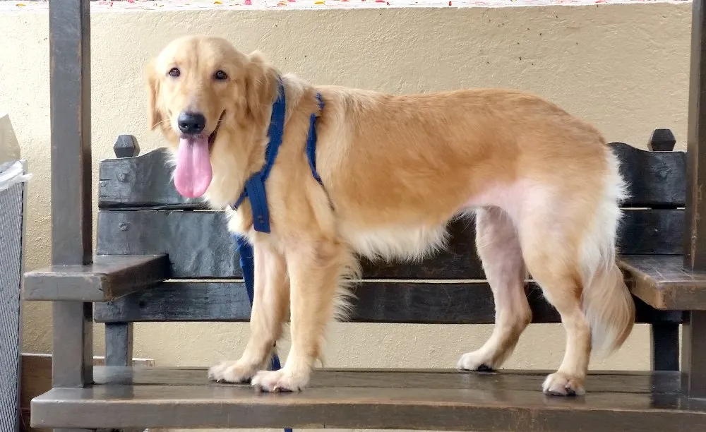 Why Keeping Pets in Your Condo is Good for Your Health