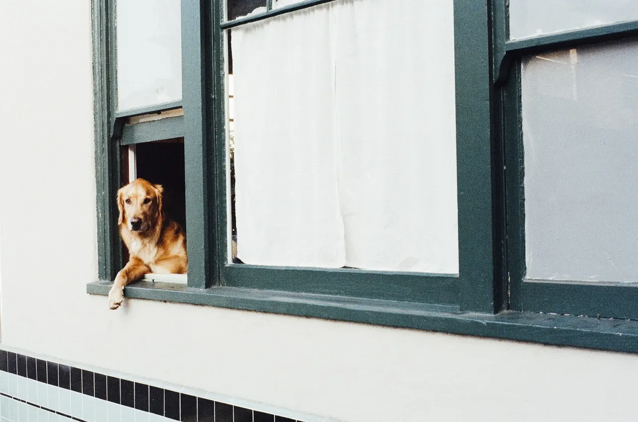 15 Ways to Keep Your Condo Pets Happy and Healthy