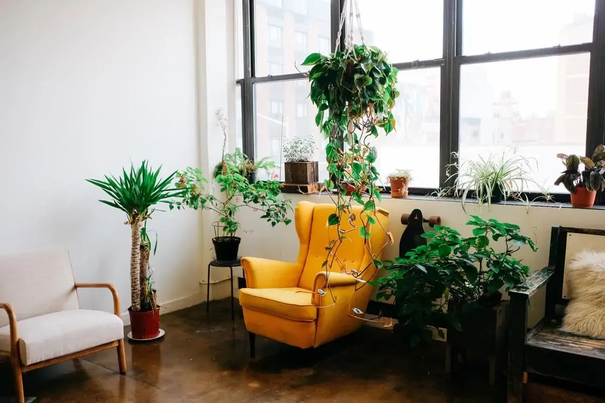 Elevate Your Space: Designing Your Indoor Plants in Style