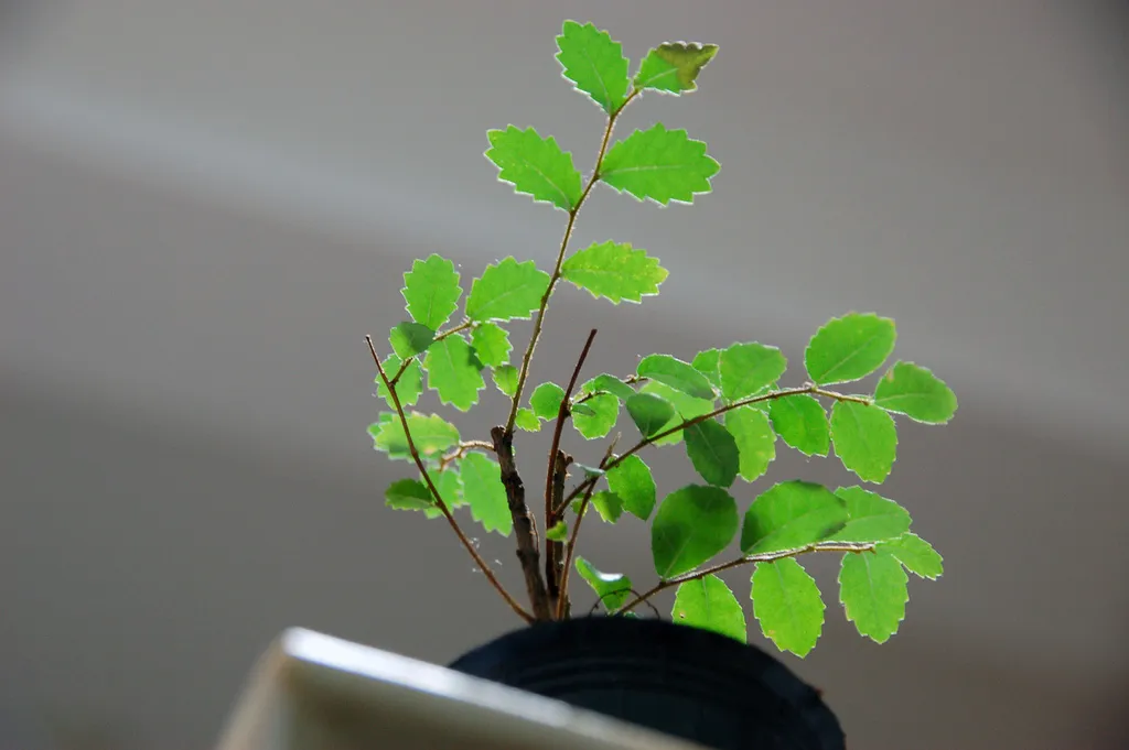 The Value of Having Indoor Plants in Your Condo Space