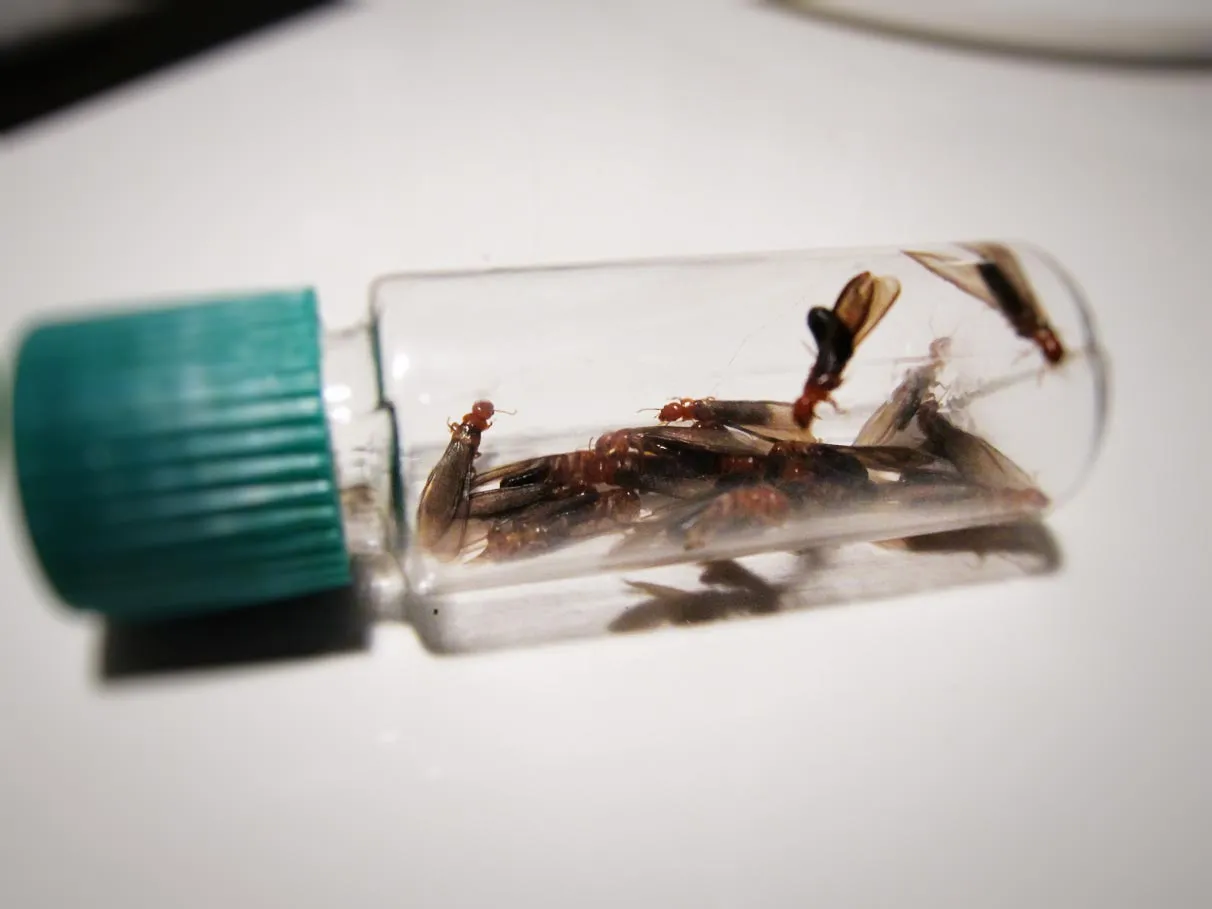 Easy and Natural Pest Control Remedies for Your Condo