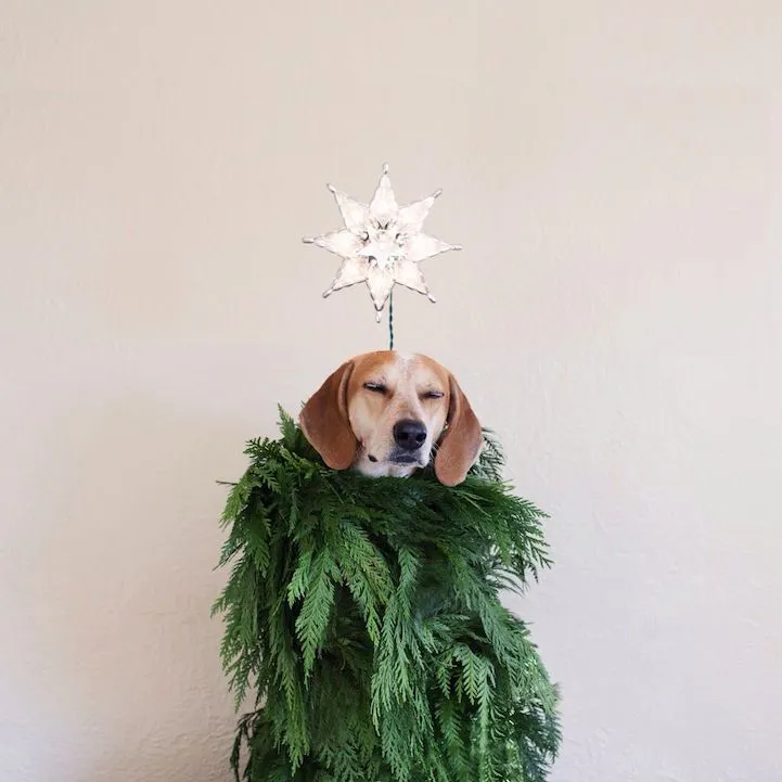 Dress Up Your Favorite Pets This Christmas