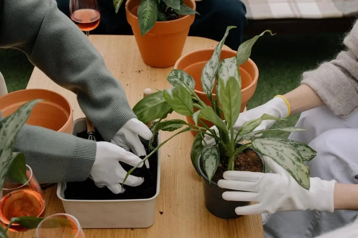 Low Maintenance Indoor Houseplants for Your Condo Space