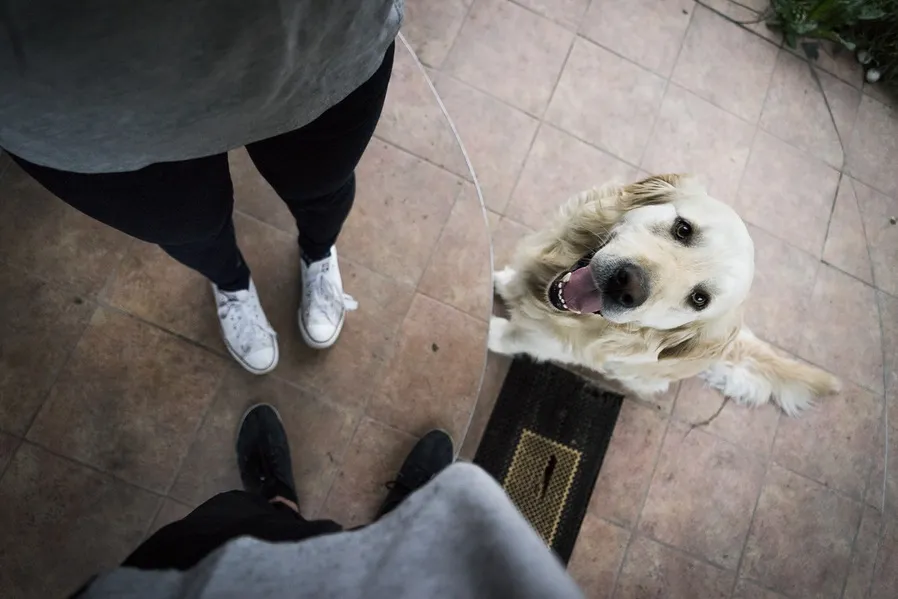 You, Your Pet And Your Roommate: A Guide To Blissful Condo Living