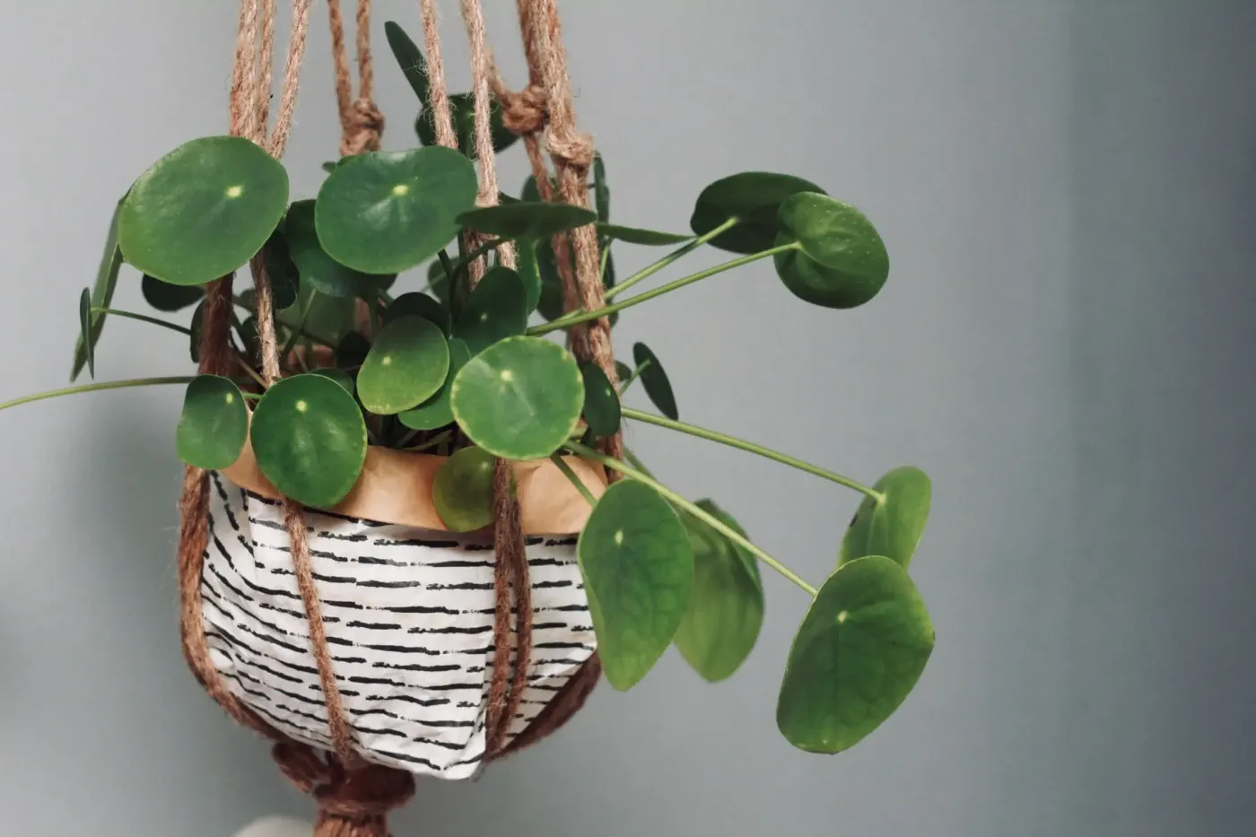 banner-image