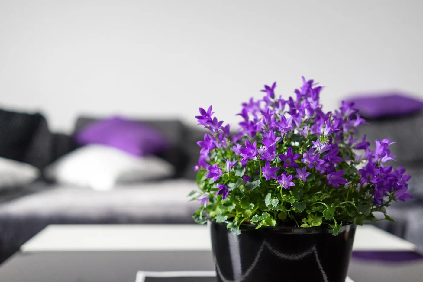 banner-image