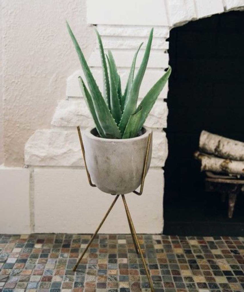 11 Perfect Plants For Your Condo Bathroom