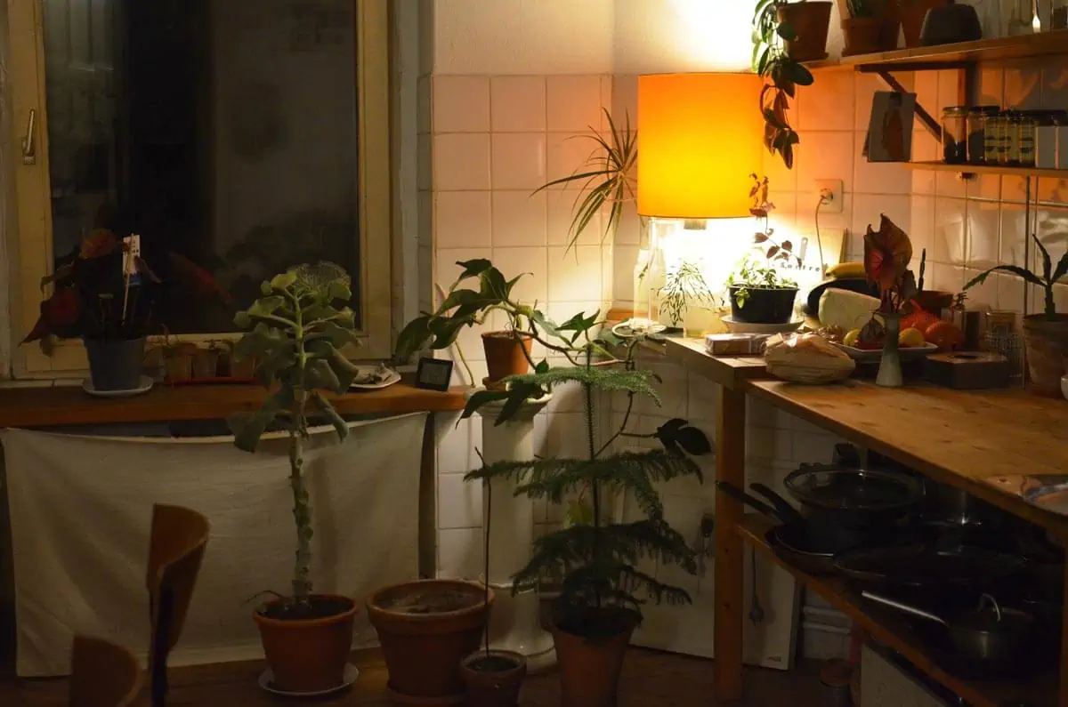 Collection of green plants in kitchen with shiny lamp