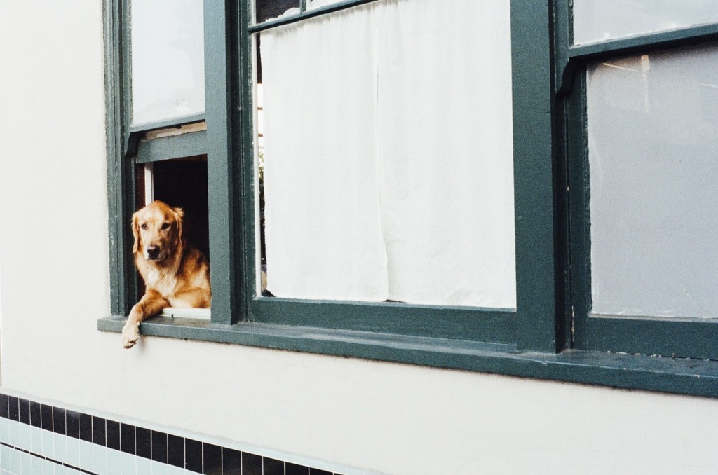 Pet-Proofing Your Place