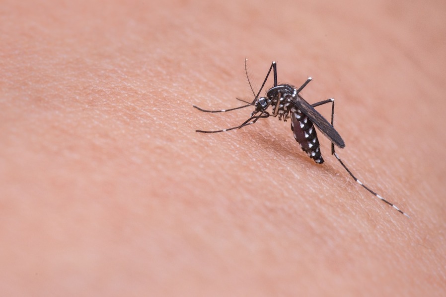 Minimize the Menace of Mosquitoes