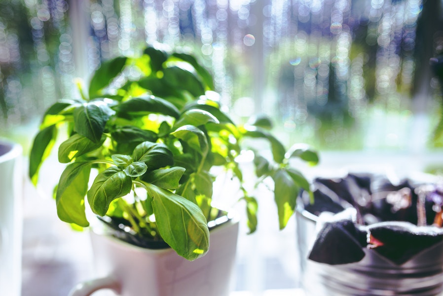 Plant Setups Aromatic Herb Garden