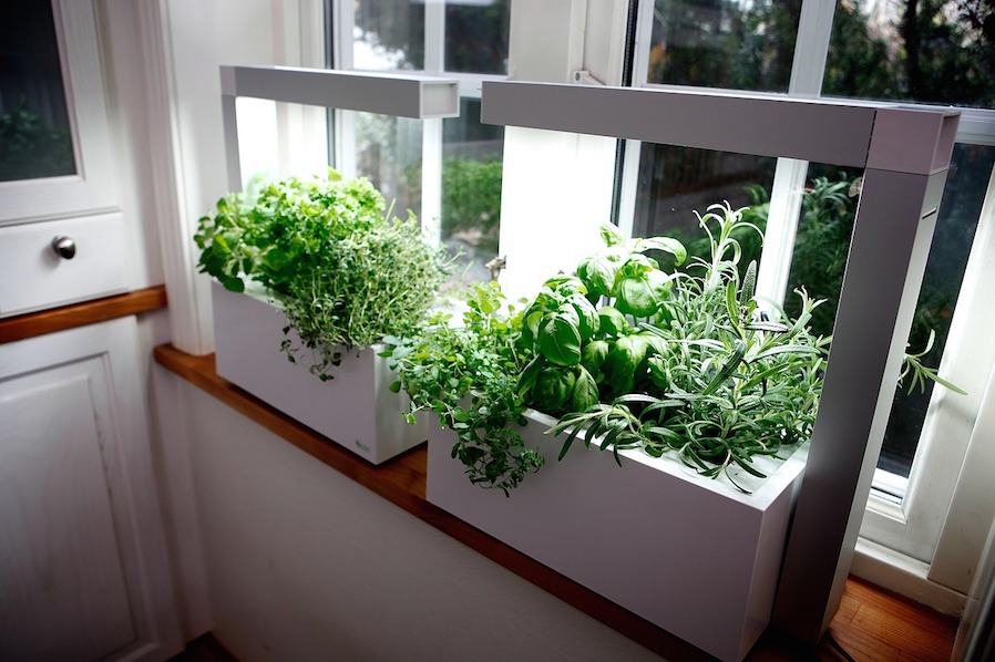 Condo Kitchen Remodeling Indoor Garden