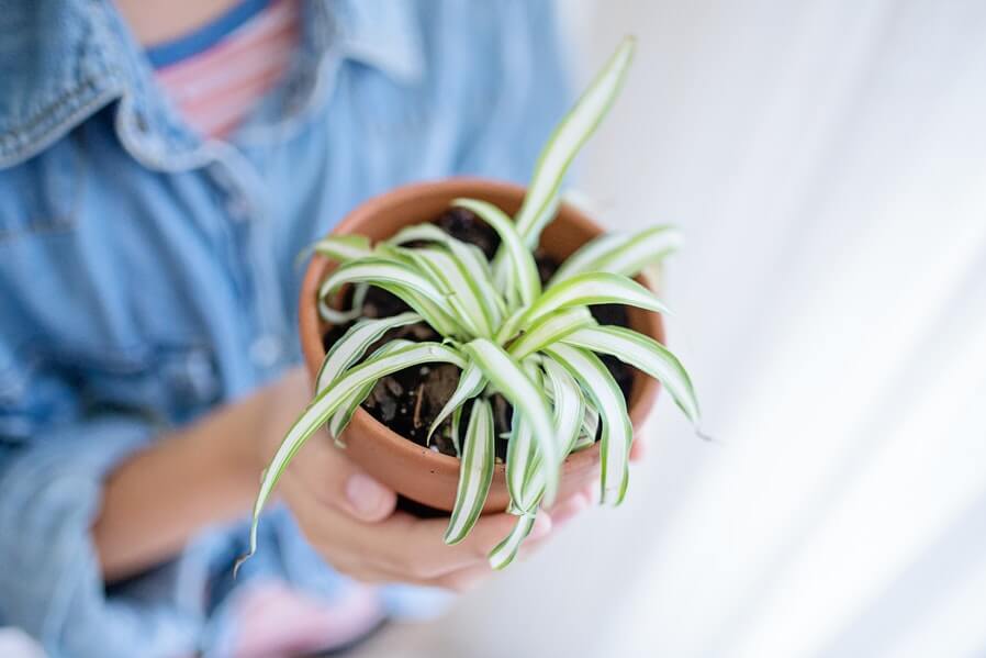 Condo Indoor Plants Banish Toxins and Smell with Spider Plants