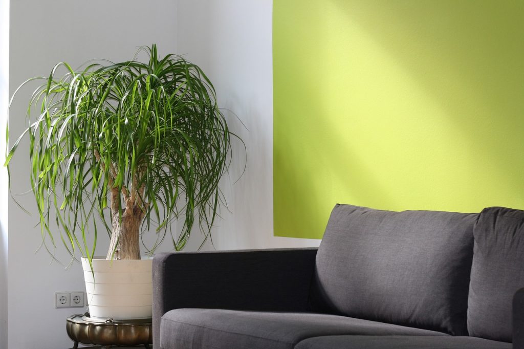 Condo Indoor Plants Sleek and Dramatic