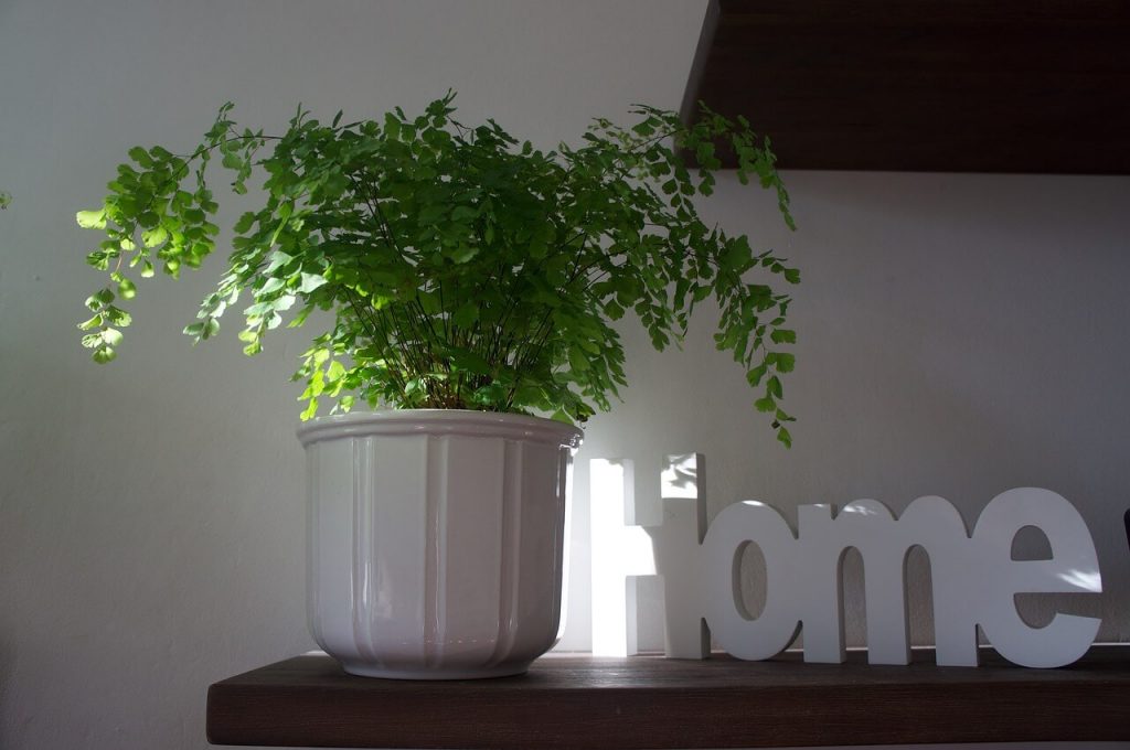 Hardy Indoor Plants Lushness wth Maidenhair