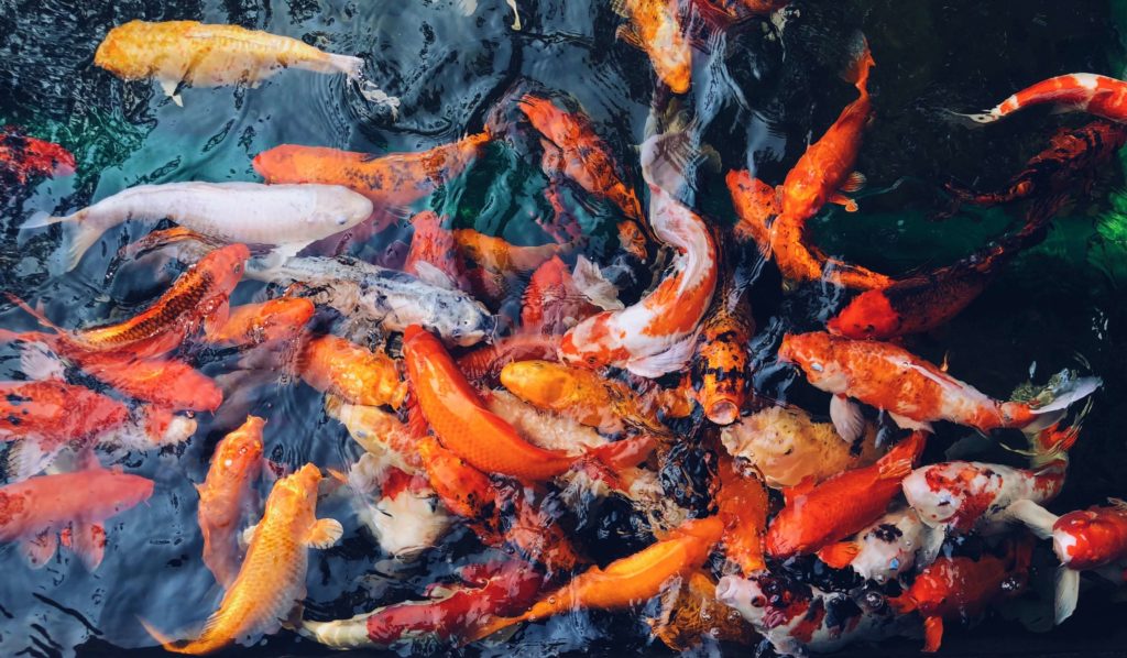 A school of koi fish swimming around