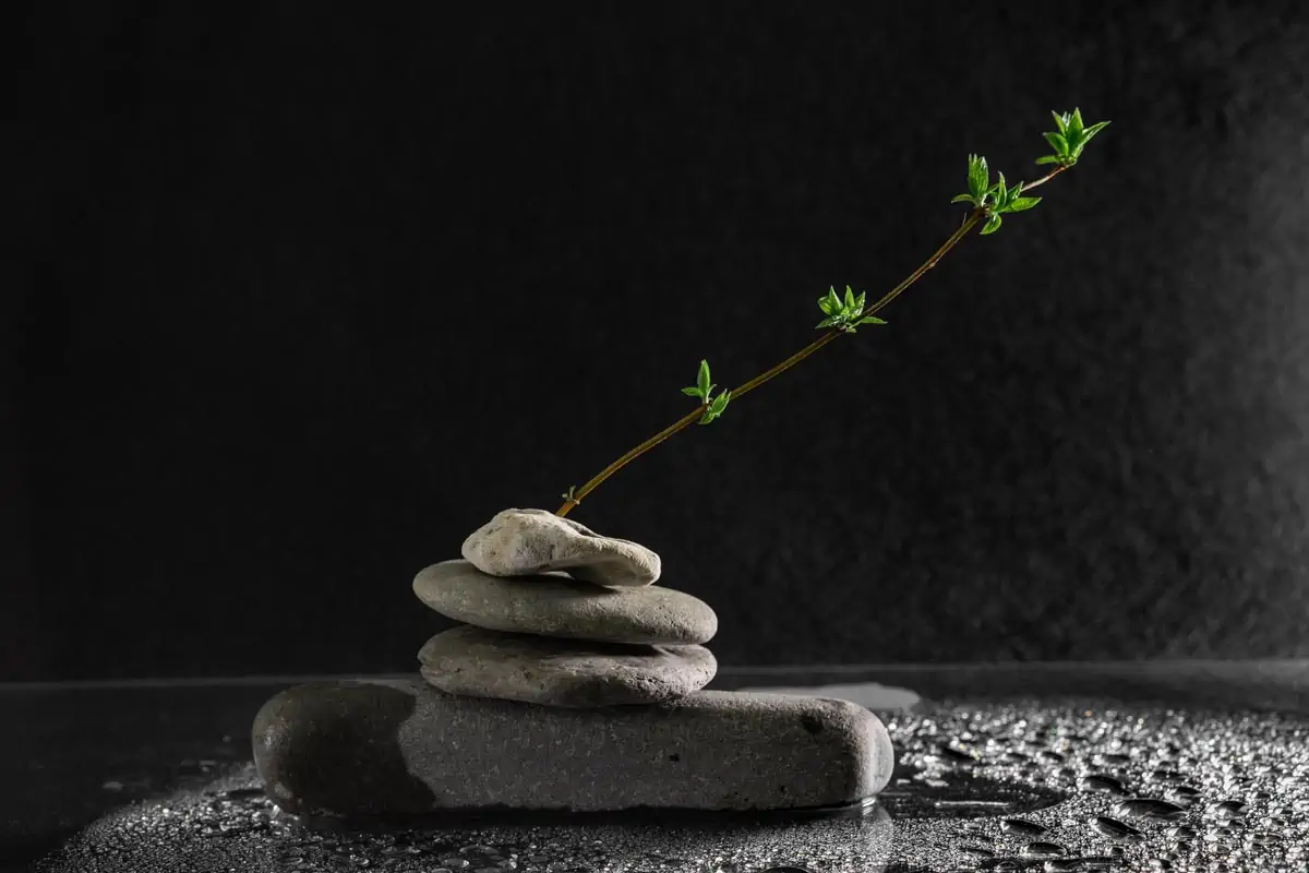 Gray Stone With Green Plant