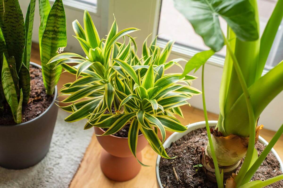 Spruce your indoor planters