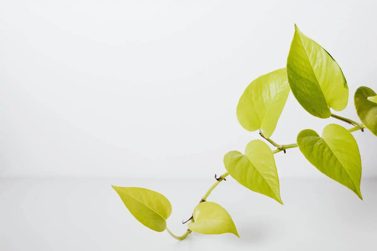 Neon Pothos Plant in White Background