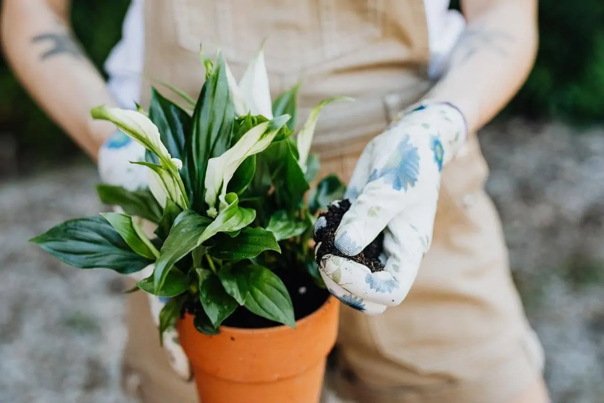 Person Wearing Gardening Gloves Holding a Clay Pot with Peace Lily Plant