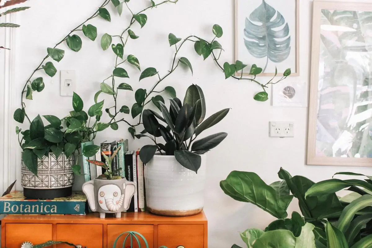 green plant in white ceramic pot