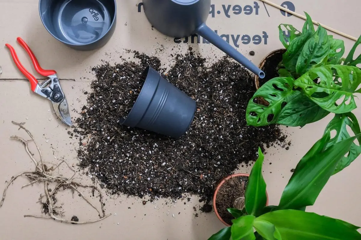 green plant on black soil