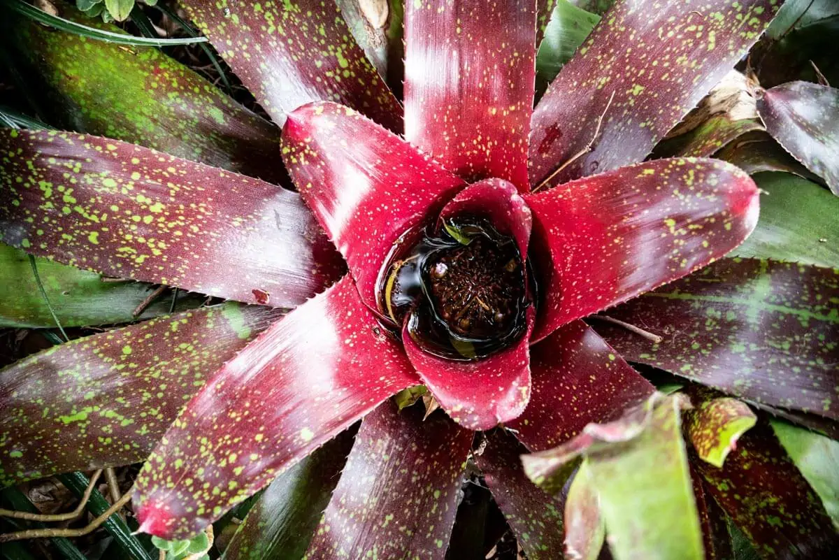 a close up of a flower