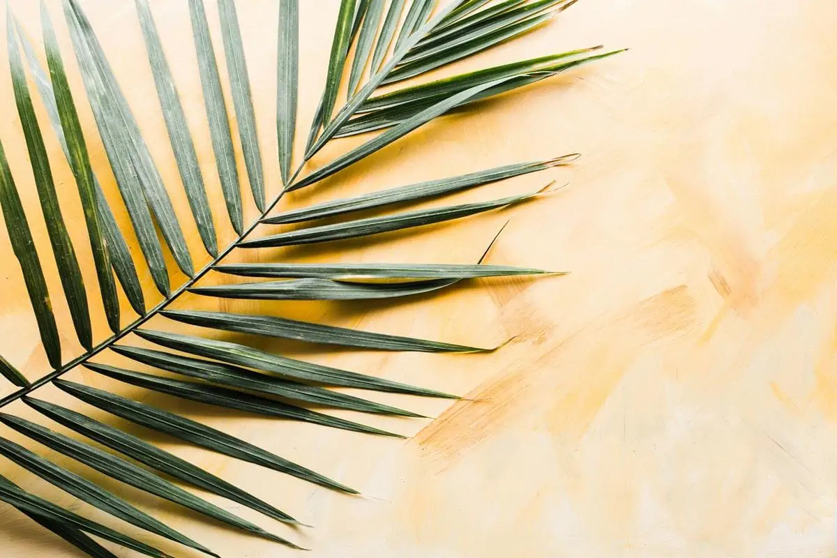 a close up photography palm leaf