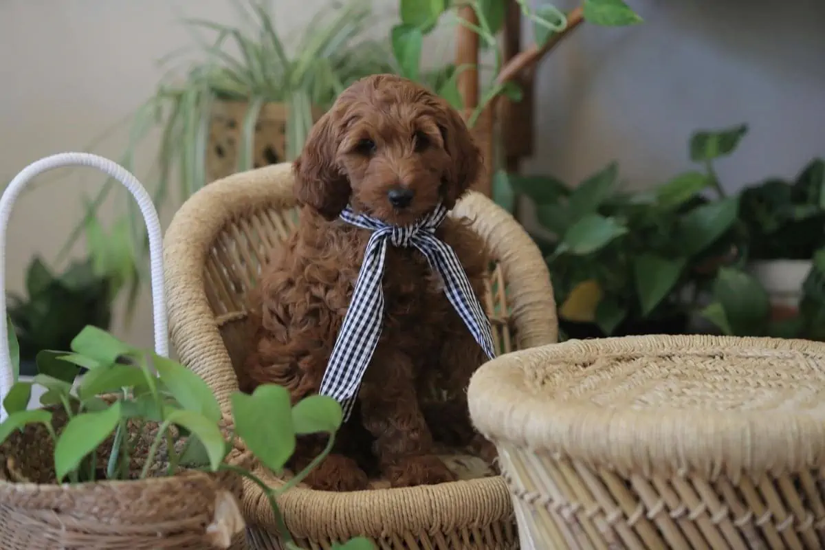 brown dog sitting on a chair