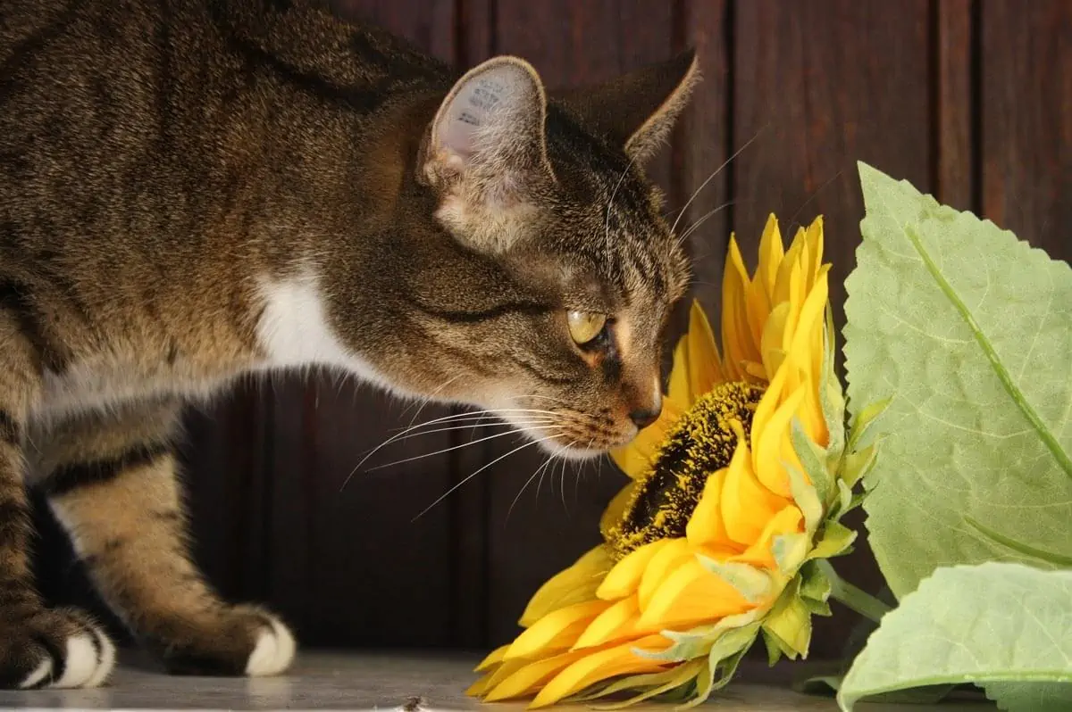 cat sunflower flower domestic cat