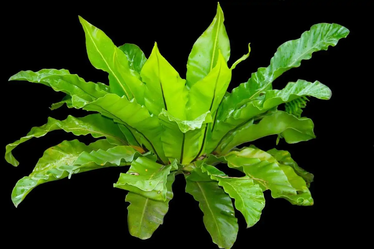 kadaka leaves fern birds nest fern
