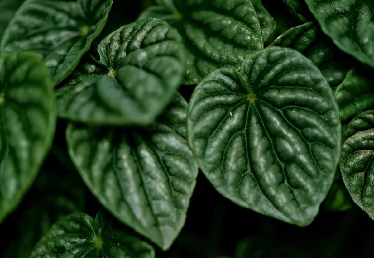 watermelon peperomia leaves foliage