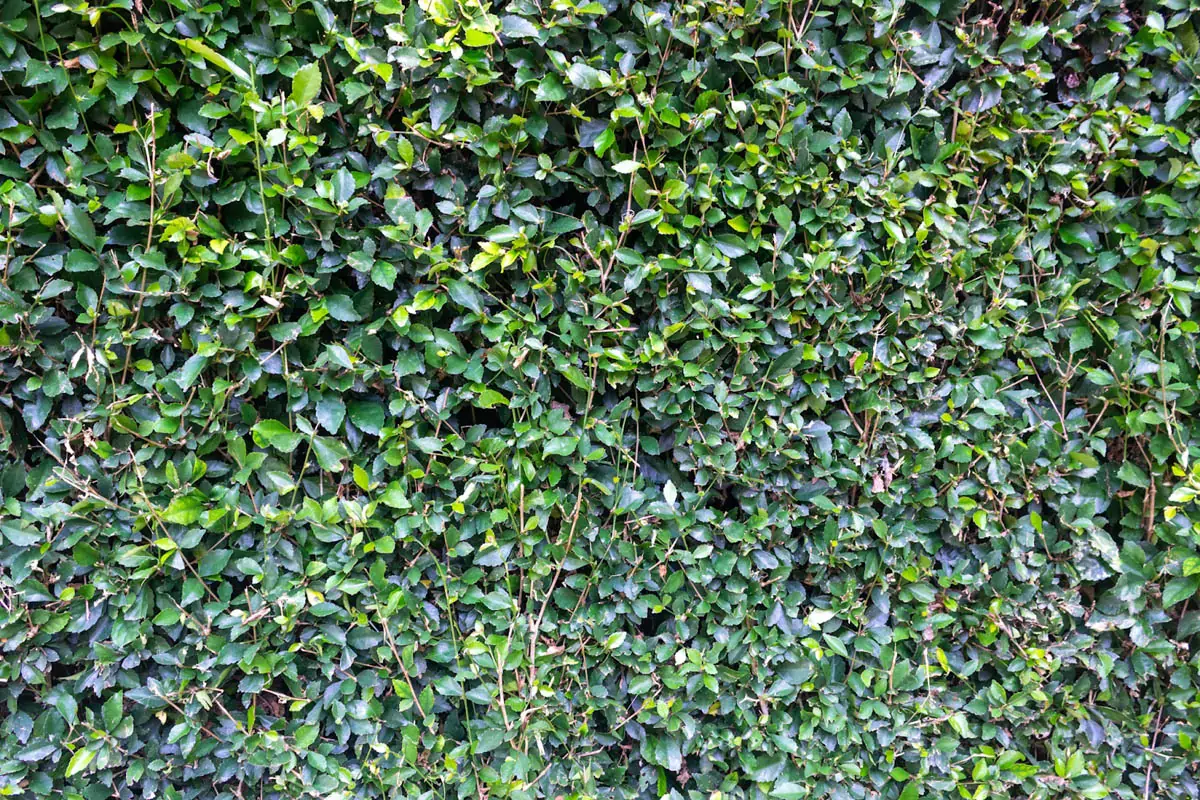 a-green-wall-covered-in-lots-of-leaves